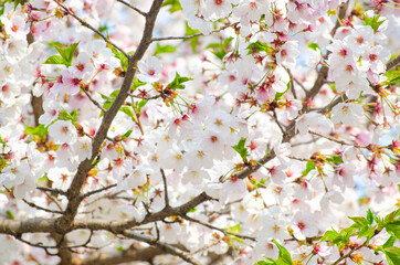 Beautiful sakura flower (cherry blossom) in spring. sakura tree flower on blue sky.