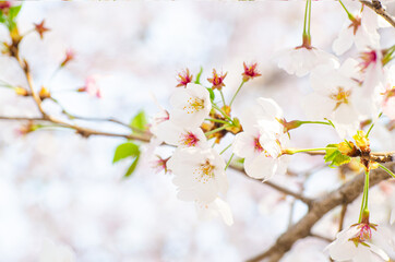 Beautiful sakura flower (cherry blossom) in spring. sakura tree flower on blue sky.
