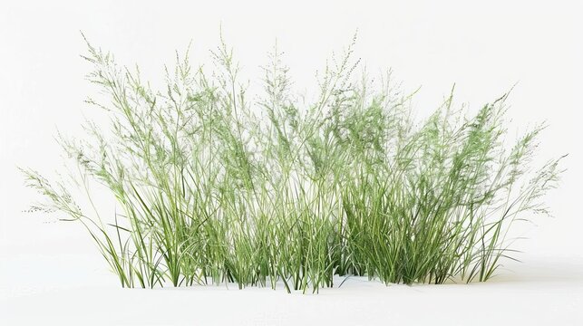 delicate nassella tenuissima grass bush 3d illustration isolated on white digital plant render
