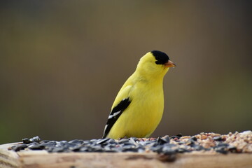 A goldfinch at the feeder, Sainte-Apolline, Québec, Canada