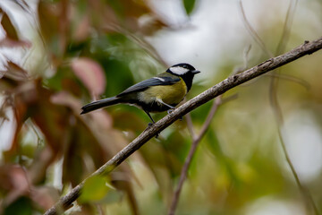 mésange charbonnière 