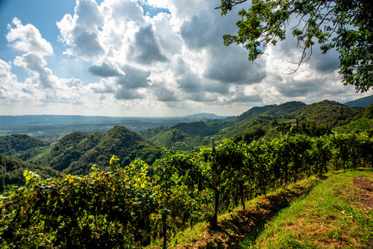 2023 9 23 Vidor prosecco vineyard 43