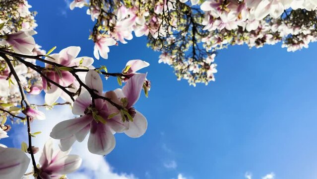 Vibrant magnolia flowers blooming, with delicate pink petals contrasting against a clear blue sky, perfect for spring themes. 360 angle video.