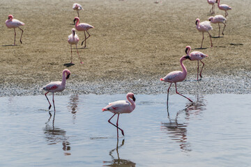 Flamingos near Walwis Bay, Namibia