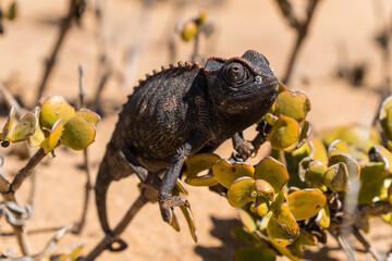 Namaqua Chameleon, Namib desert, Namibia