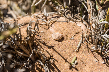 Desert sidewinding adder, Namib, Namibia