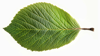 a single green leaf with serrated edges on a white background - Powered by Adobe