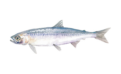Fototapeta premium anchovy fish watercolor digital painting good quality