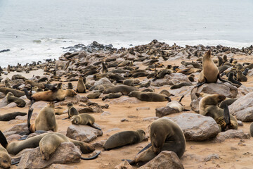 Brown fur seals at Cape Cross, Namibia