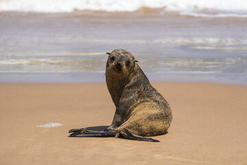 Seal at the beach, Sandwich Harbour, Namibia