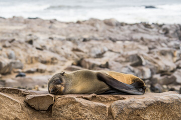 Brown fur seals at Cape Cross, Namibia