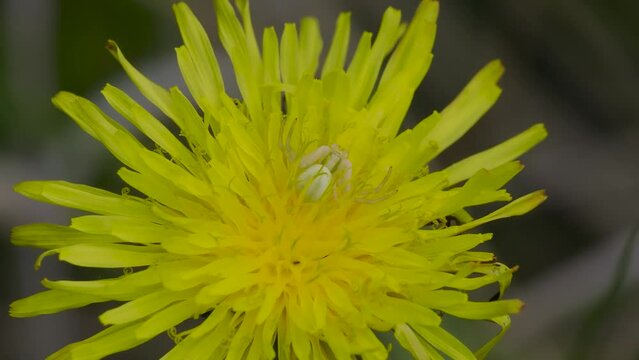 White Crab Spider Waiting For Prey on a Dandelion