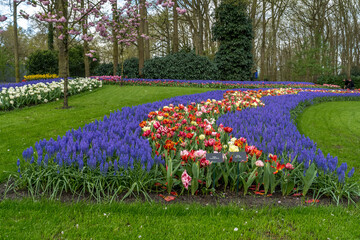 Jardin botanique aux tulipes de Keukenhof  , à Lisse  aux Pays-Bas