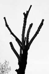 Dead tree. Tree cutting error leads to dead branches. Black and white