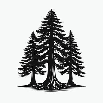 Redwood tree silhouette vector illustration white background
