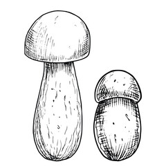 Porcini edible Mushroom. Hand drawn vector illustration of Boletus in black and white colors. Linear drawing of Fungus for menu design or food label. Graphic engraving. Monochrome sketch.
