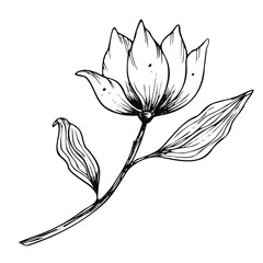 Vector Magnolia Flower. Hand drawn floral illustration in line art style painted by black inks on isolated background. Floral vintage engraved drawing for greeting cards or wedding invitations.