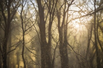 sunset in the forest