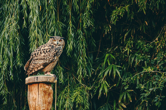 Falcoaria