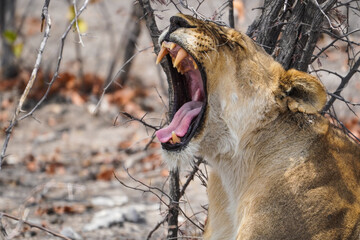 Sleepy lioness in the Etosha National Park, Namibia - obrazy, fototapety, plakaty