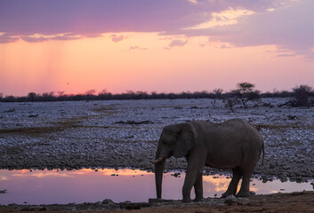 African in the sunset at the Okaukuejo waterhole, Etosha National Park, Namibia