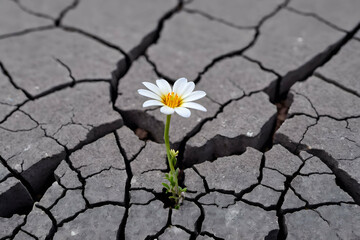 Small white flower broke through dry cracked earth, flower broke through dry cracked earth