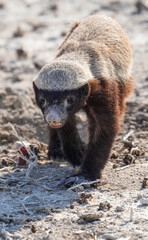 Honey badger in the Etosha National Park, Namibia