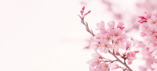 Cherry blossoms and white background. 桜と白背景	
