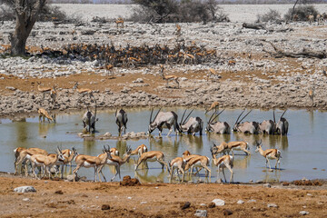 Animal gathering at the Okaukuejo waterhole, Etosha National Park, Namibia - obrazy, fototapety, plakaty