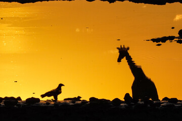 Giraffe with eagle reflection, Etosha National Park, Namibia - obrazy, fototapety, plakaty
