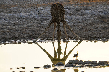 Drinking giraffe at the Okaukuejo waterhole, Etosha National Park, Namibia - obrazy, fototapety, plakaty