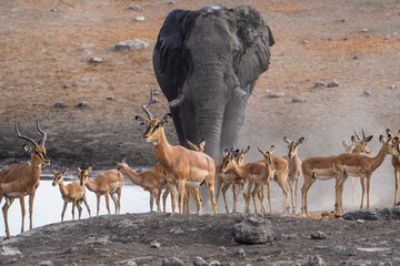Impalas with elepant at a waterhole, Etosha National Park, Namibia