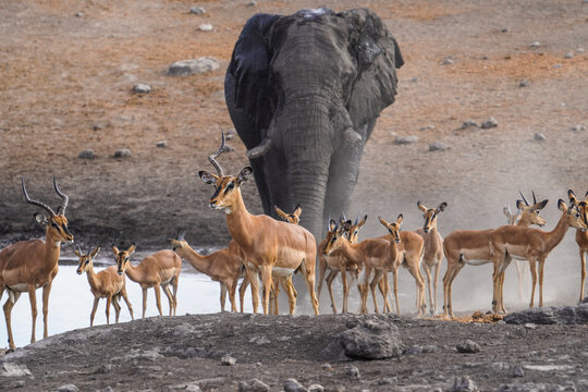 Impalas with elepant at a waterhole, Etosha National Park, Namibia