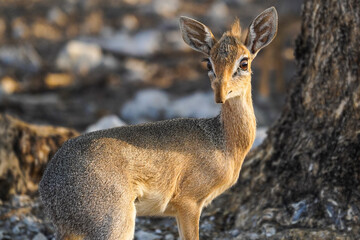 Dik Dik in the Etosha National Park, Namibia