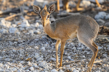Dik Dik in the Etosha National Park, Namibia