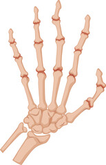 group of hands isolated