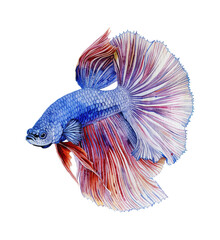 betta fish watercolor digital painting good quality