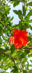 A beautiful flower of a pomegranate plant that is ready to produce pomegranates makes a beautiful sight