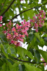 a beautiful view of a red flowering chestnut tree, Aesculus pavia