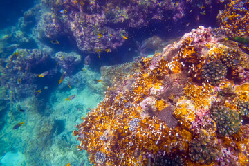 Vibrant underwater landscape showcasing a prominent coral with a fish hiding underneath amidst...