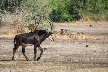 Sable antelope in the Bwabwata National Park, Namibia