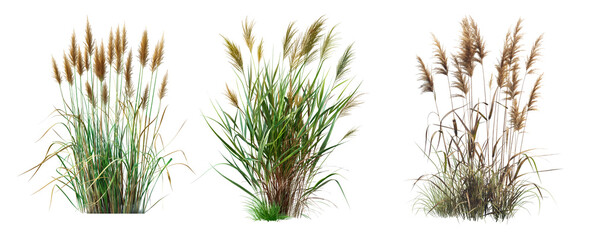 3d render of reeds without shadow isolated on white or transparent background