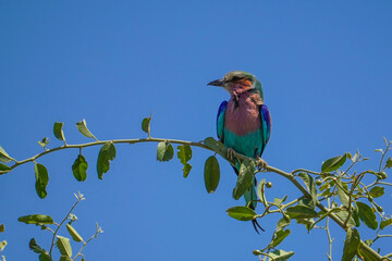 Lilac-breasted roller in the Chobe National Park, Botswana