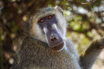 Baboon in the Chobe National Park, Botswana