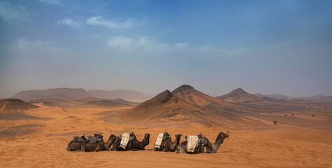 Camel caravan in the Ouzina desert in Morocco