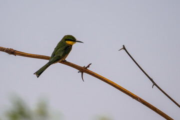 Bee-eater in the Bwabwata National Park, Namibia