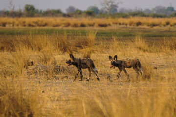 African wild dogs in the Bwabwata National Park, Namibia
