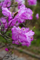 Rhododendron. Pink flowers. Spring floral background.