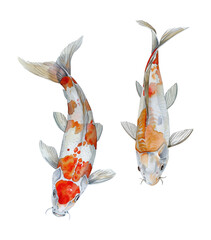 koi carp fish watercolor digital painting good quality