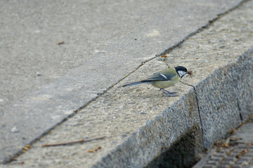 Great tit (Parus major) sitting on stone path with insect in beak in Zurich, Switzerland